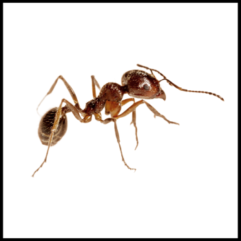 Pest Control Gallery   70