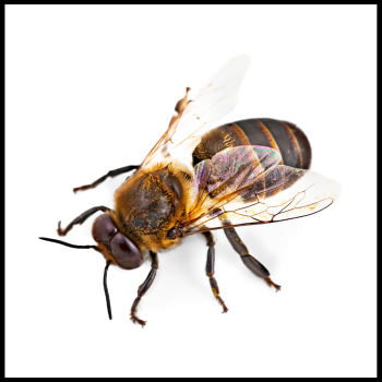 Pest Control Gallery   71