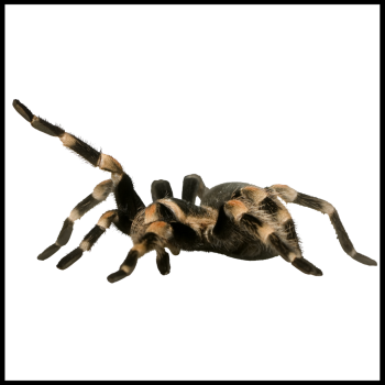 Pest Control Gallery   73