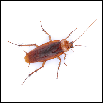 Pest Control Gallery   74